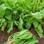 Potagères - Oseille Large de Belleville - Légumes d'Autrefois - face recto